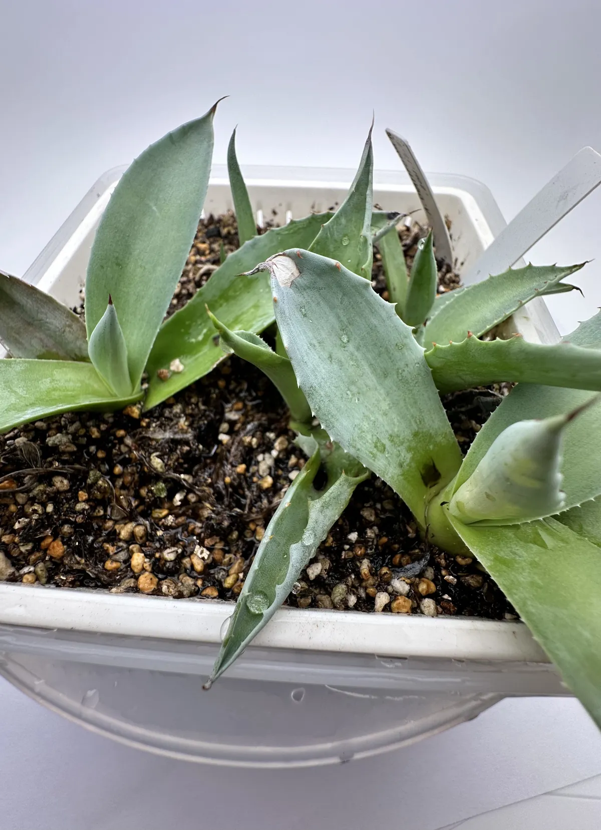 Agave ovatifolia (アガベ オバティフォリア)