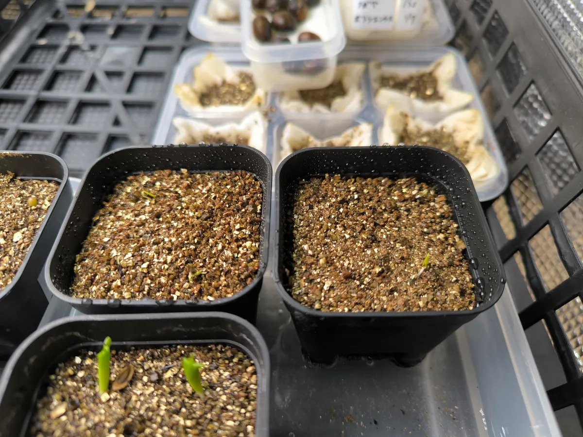 Beiselia mexicana (ベイセリア メキシカーナ)