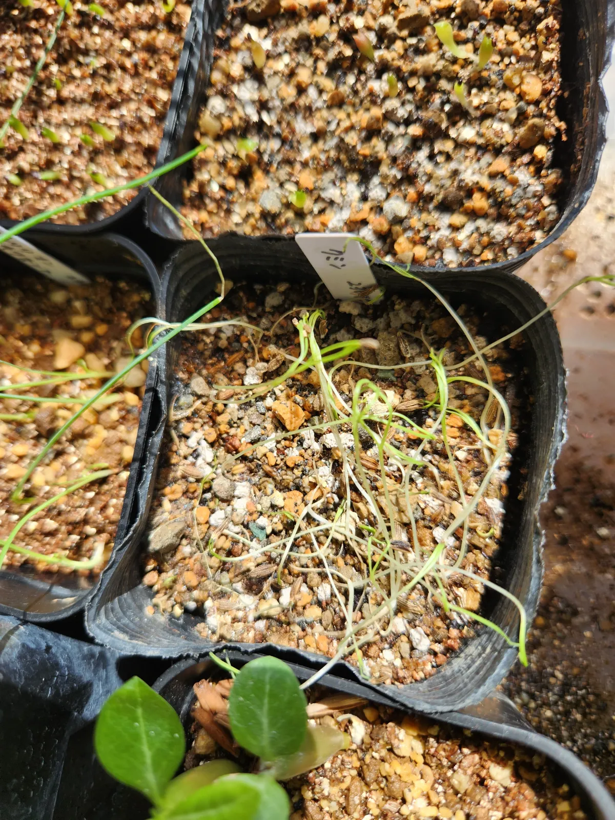 Cuminum cyminum (クミンシード)