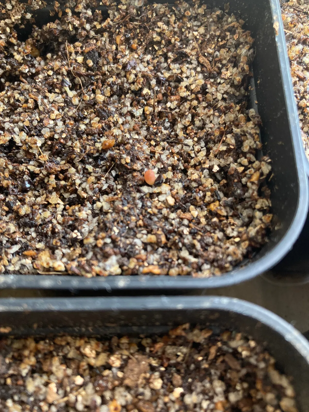 Astrophytum myriostigma var. strongylogonum (アストロフィツム ストロンギロゴナム)