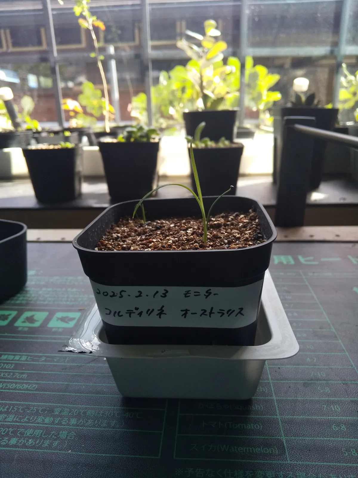 Cordyline australis (コルディリネ オーストラリス)