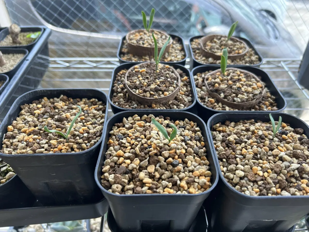 Welwitschia mirabilis (ウェルウィッチア ミラビリス 奇想天外)