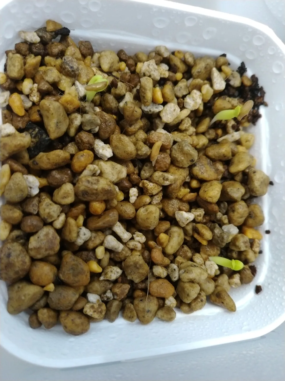 Pachypodium bispinosum (パキポディウム ビスピノーサム)