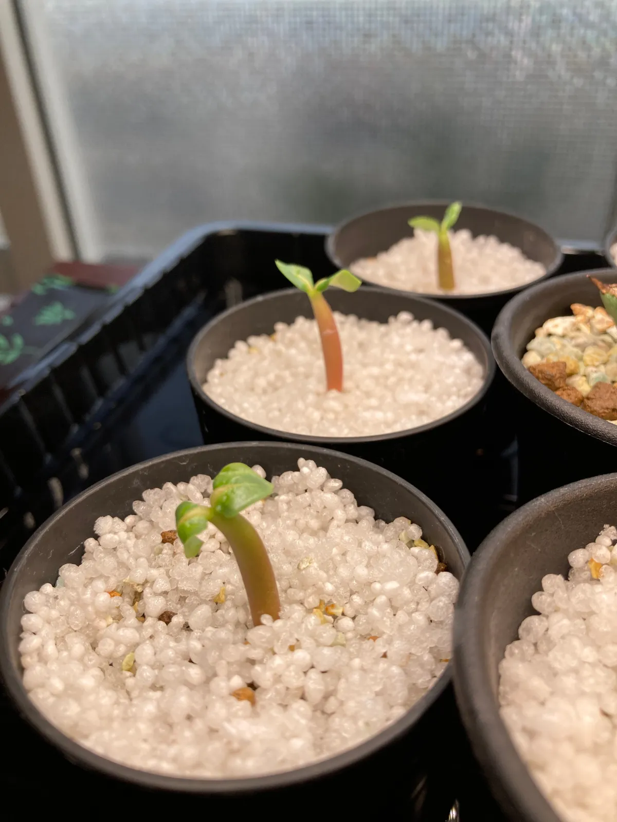 Adenium obesum (アデニウム タイ ソコトラナム)