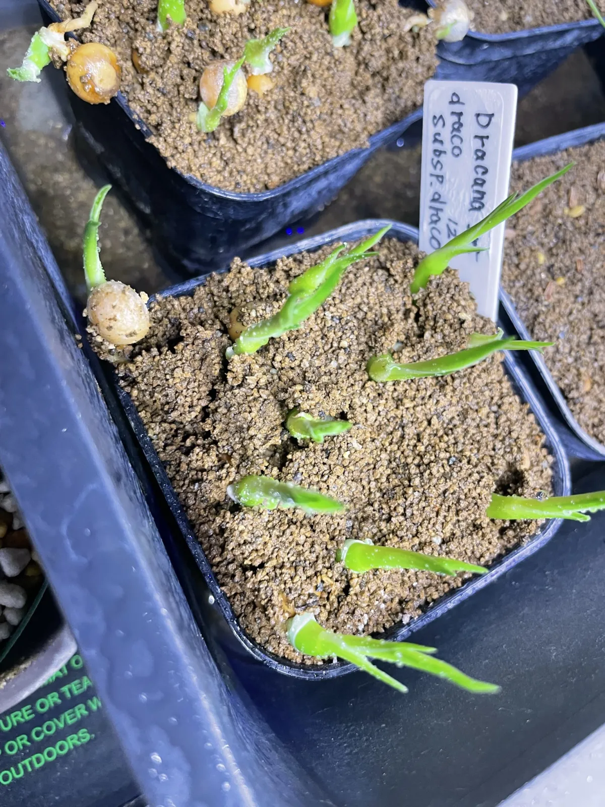 Dracaena draco subsp. draco (ドラセナ ドラコ)