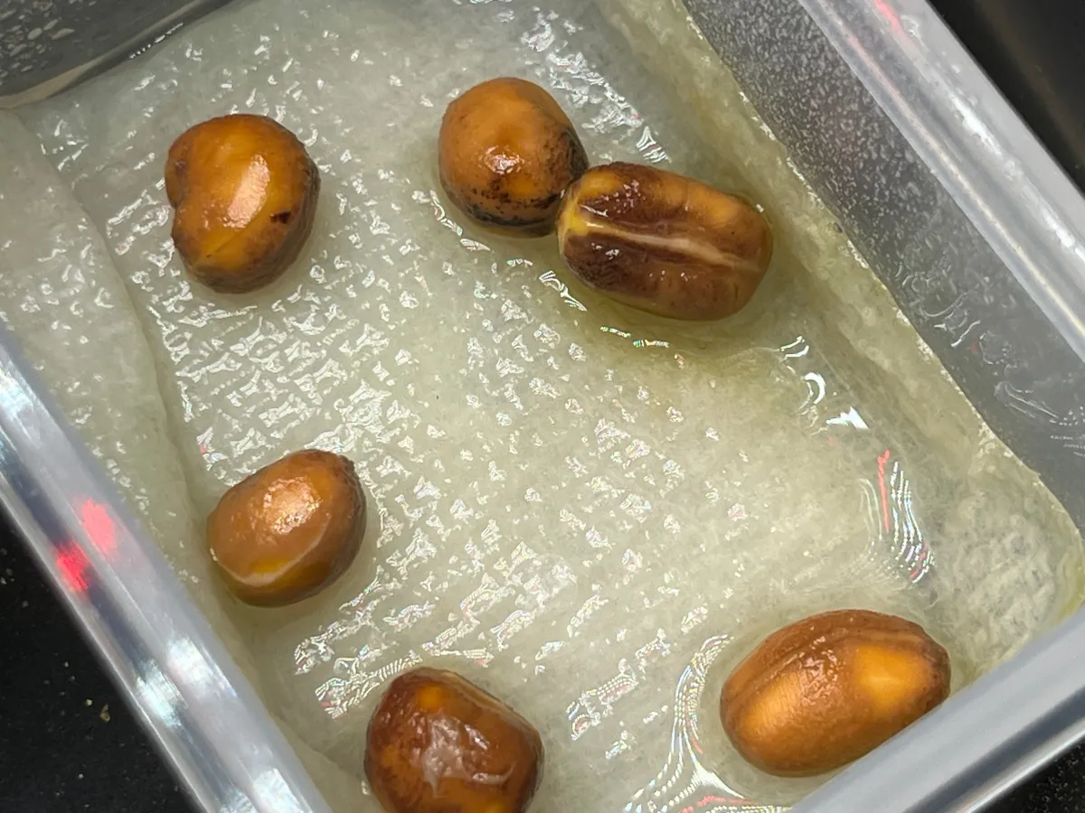 Cyphostemma elephantopus (キフォステンマ エレファントプス)