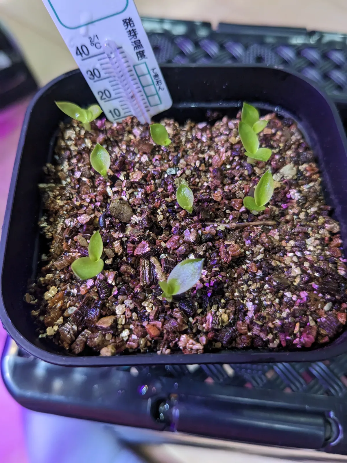 Billbergia brasiliensis (ビルベルギア ブラジリエンシス)