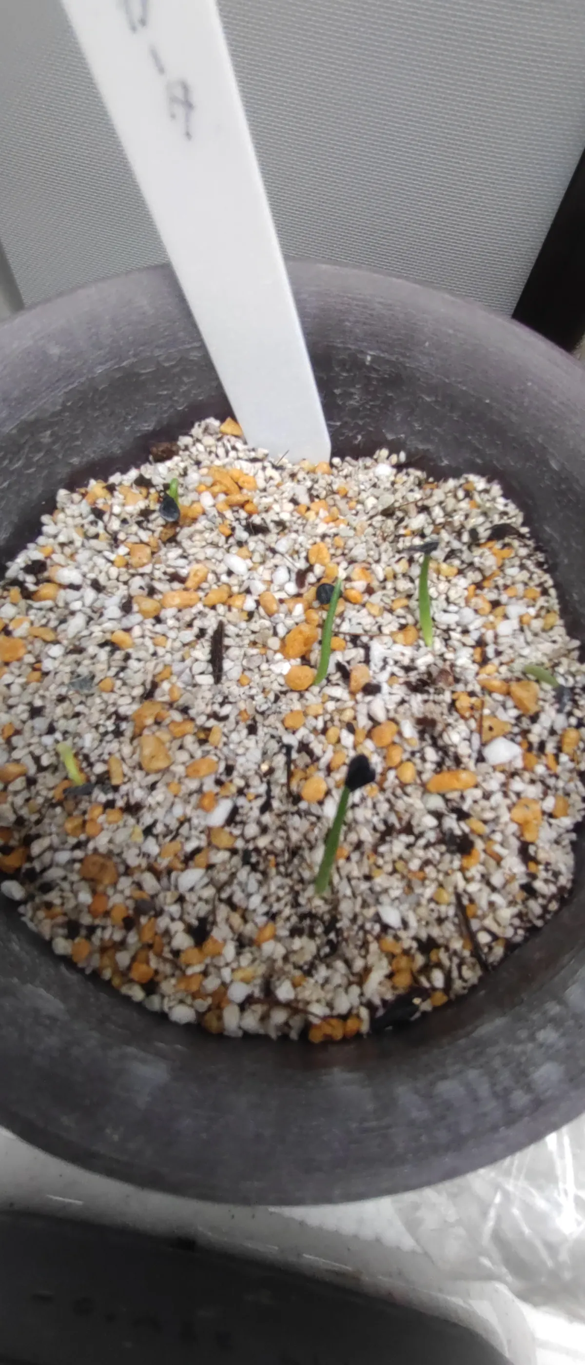 Agave parryi var. truncata (アガベ パリー トランカータ)