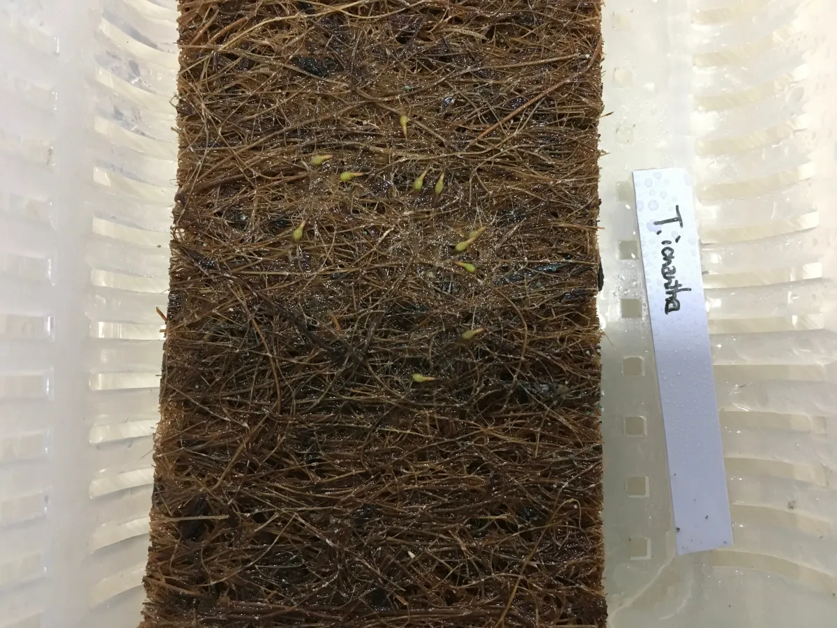 Tillandsia ionantha (ティランジア イオナンタ)