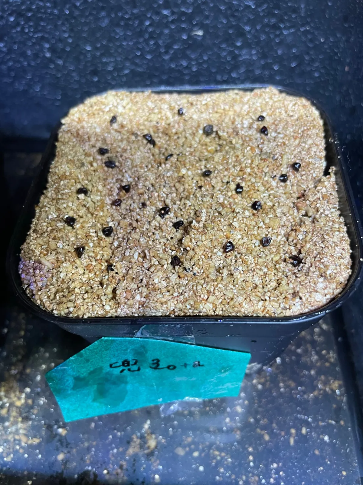 Astrophytum asterias cv. Super kabuto Super Kabuto (アストロフィツム スーパーカブト)