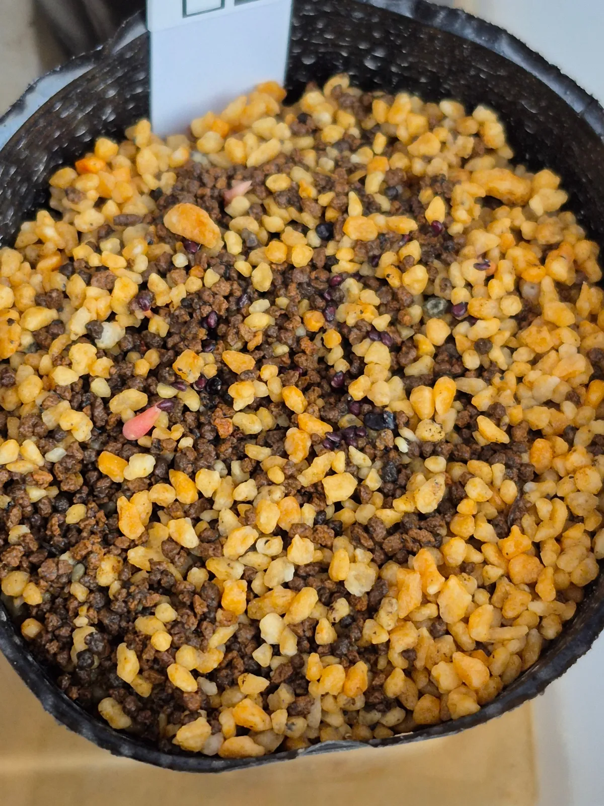 Echinocactus grusonii (エキノカクタス キンシャチ)