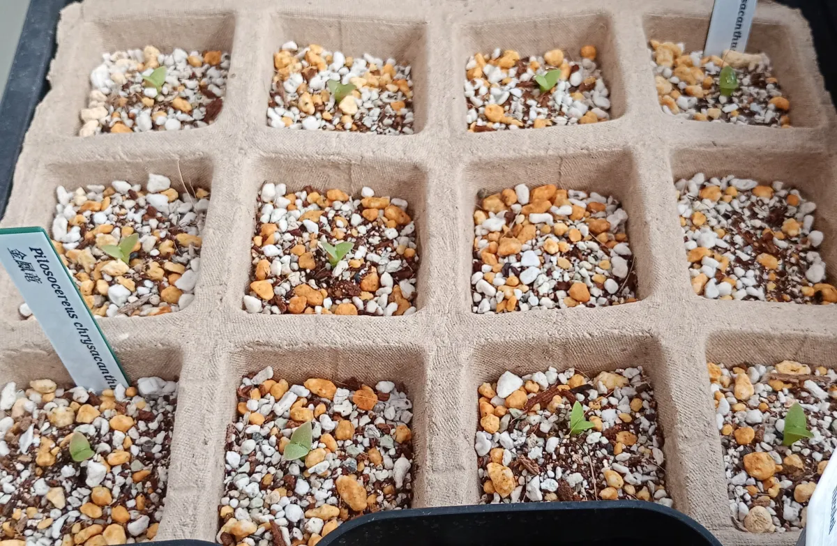 Pilosocereus chrysacanthus (ピロソケレウス クリサカンサス)