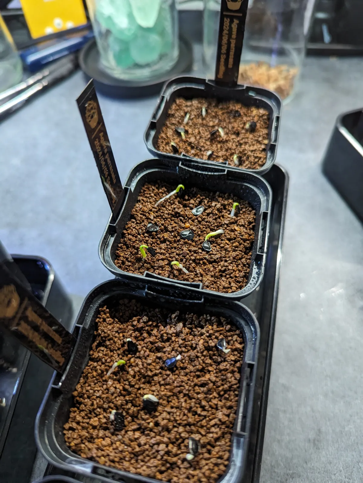 Agave parrasana (アガベ パラサナ)