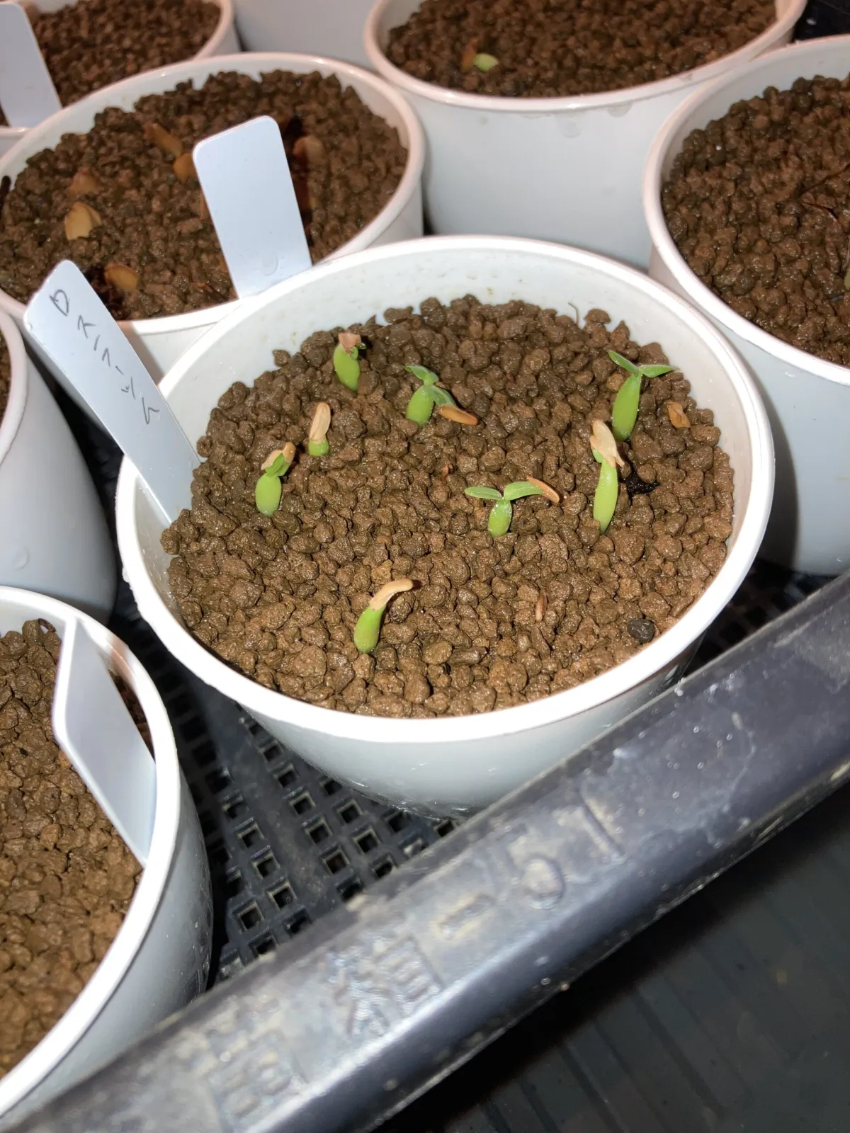 Pachypodium horombense (パキポディウム ホロンベンセ)