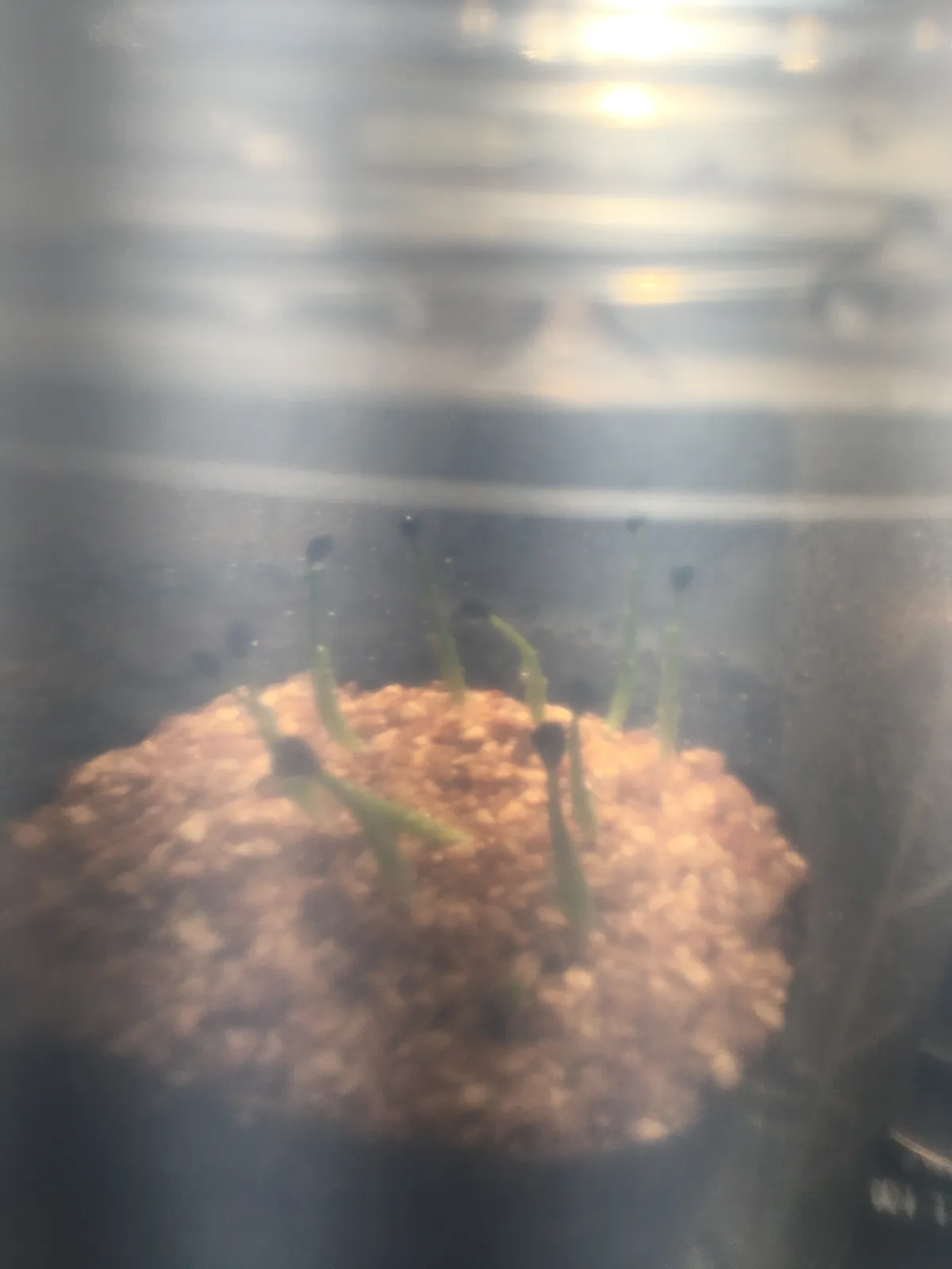 Agave utahensis var. eborispina (アガベ エボリスピナ)