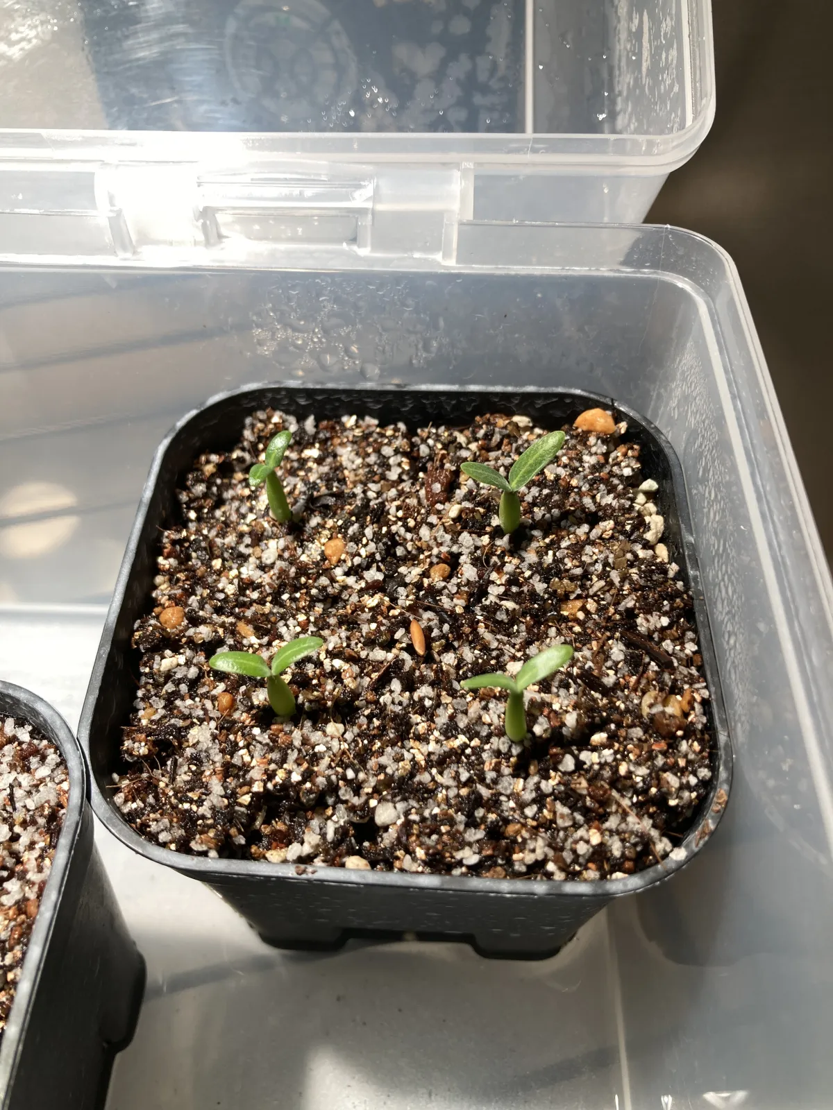 Pachypodium rosulatum var. gracilius (パキポディウム グラキリス)