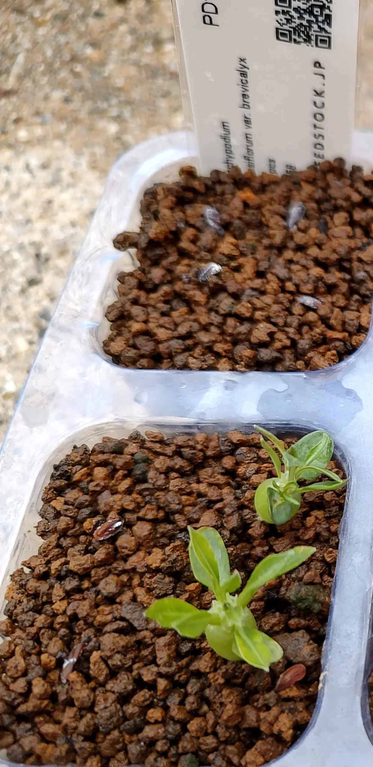 Pachypodium densiflorum var. brevicalyx (パキポディウム ブレビカリックス)