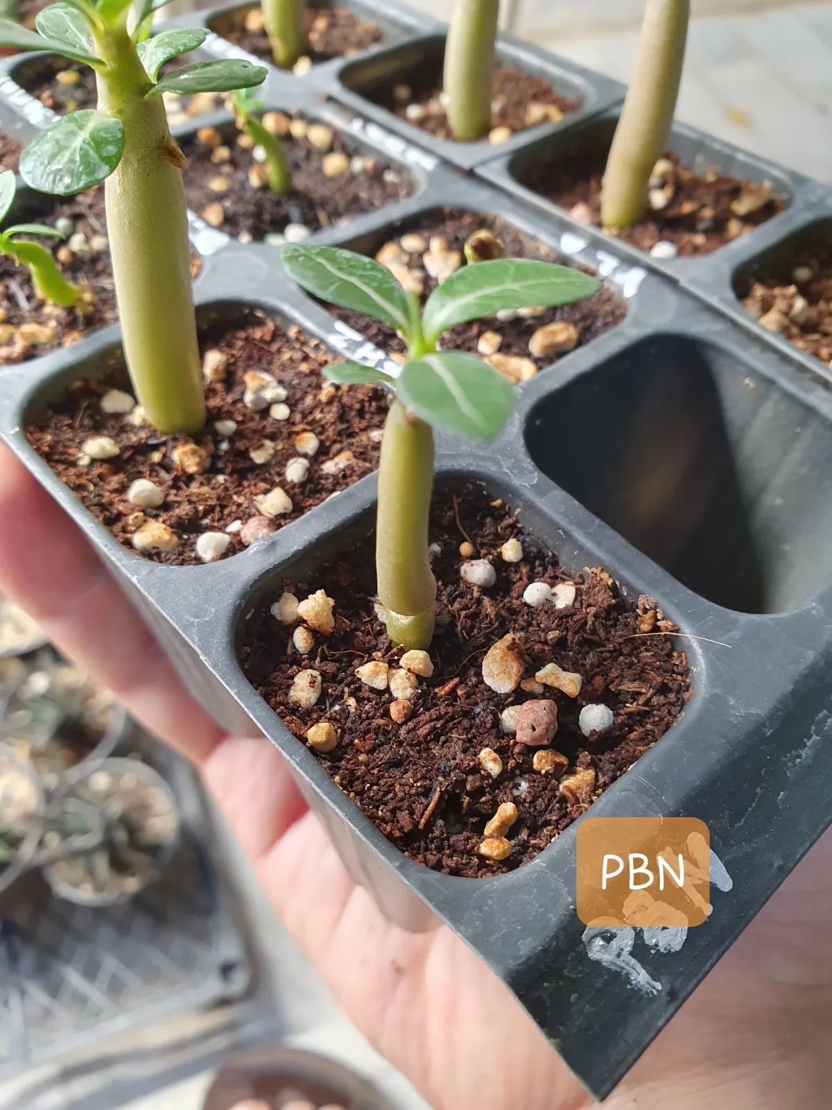 Adenium obesum (アデニウム タイ ソコトラナム)