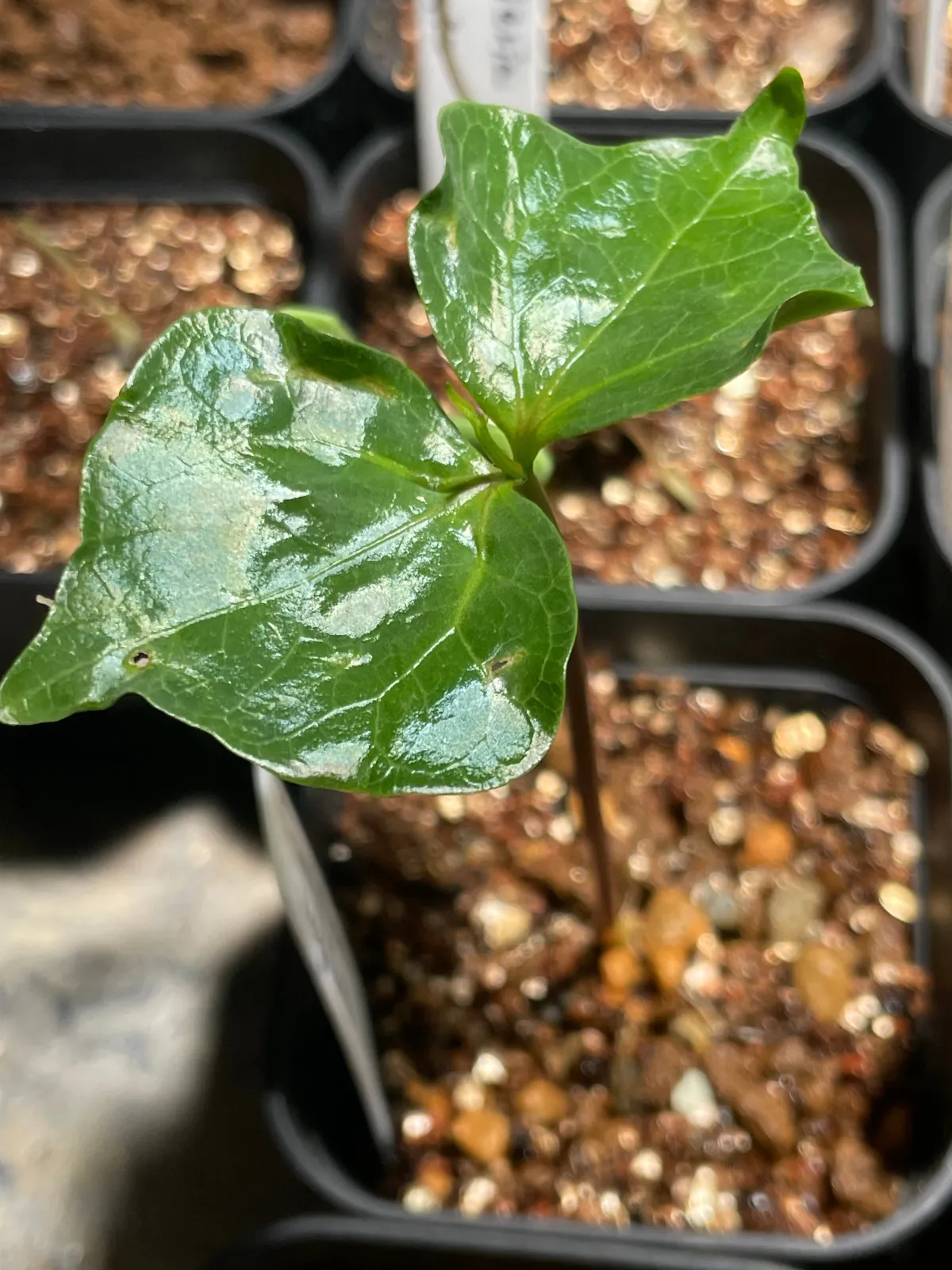 Commiphora neglecta (コミフォラ ネグレクタ)