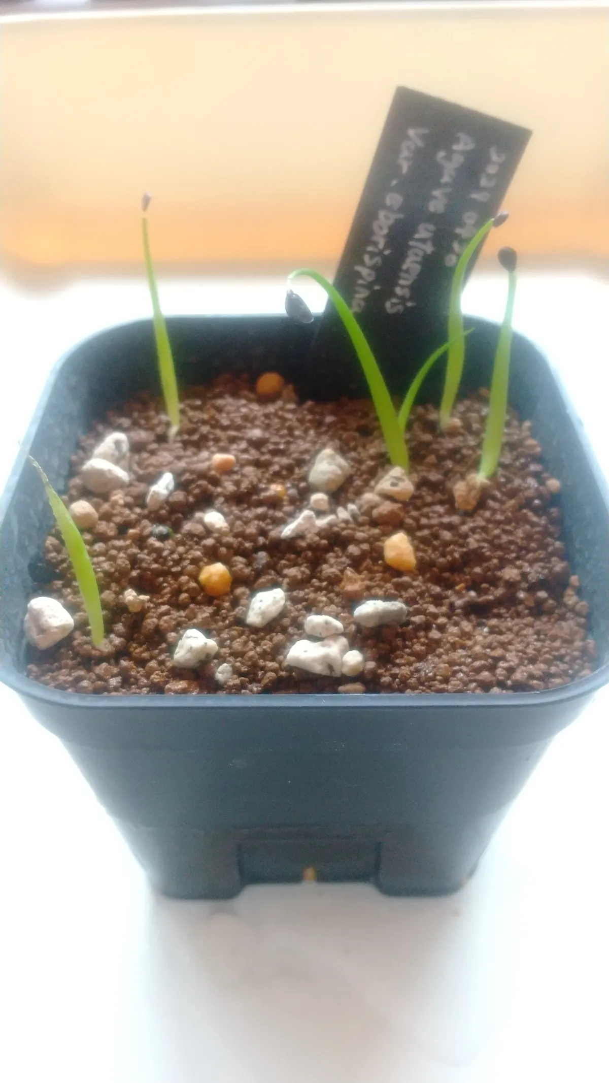 Agave utahensis var. eborispina (アガベ エボリスピナ)