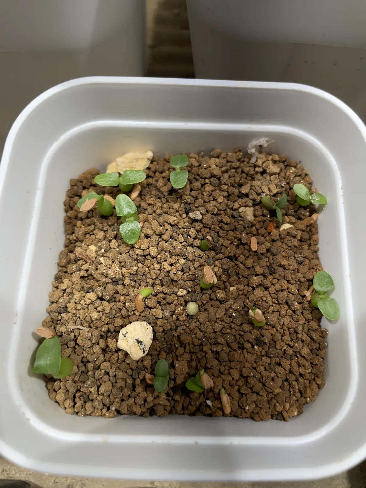 Pachypodium rosulatum (パキポディウム ロスラーツム)