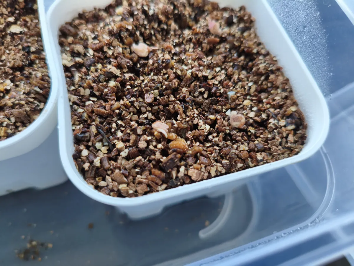 Pachycormus discolor var. veatchianus (パキコルムス ディスカラー ビーチアナス)