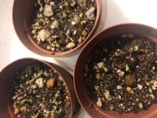 Agave titanota 'Blue' (アガベ チタノタブルー)