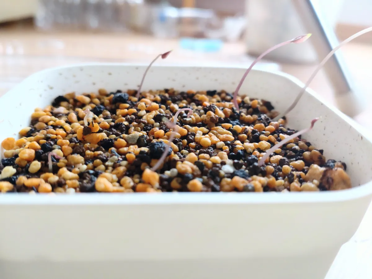 [チャレンジ種子] 亀甲竜 Dioscorea elephantipes ディオスコレア エレファンティペス 未発芽ロット