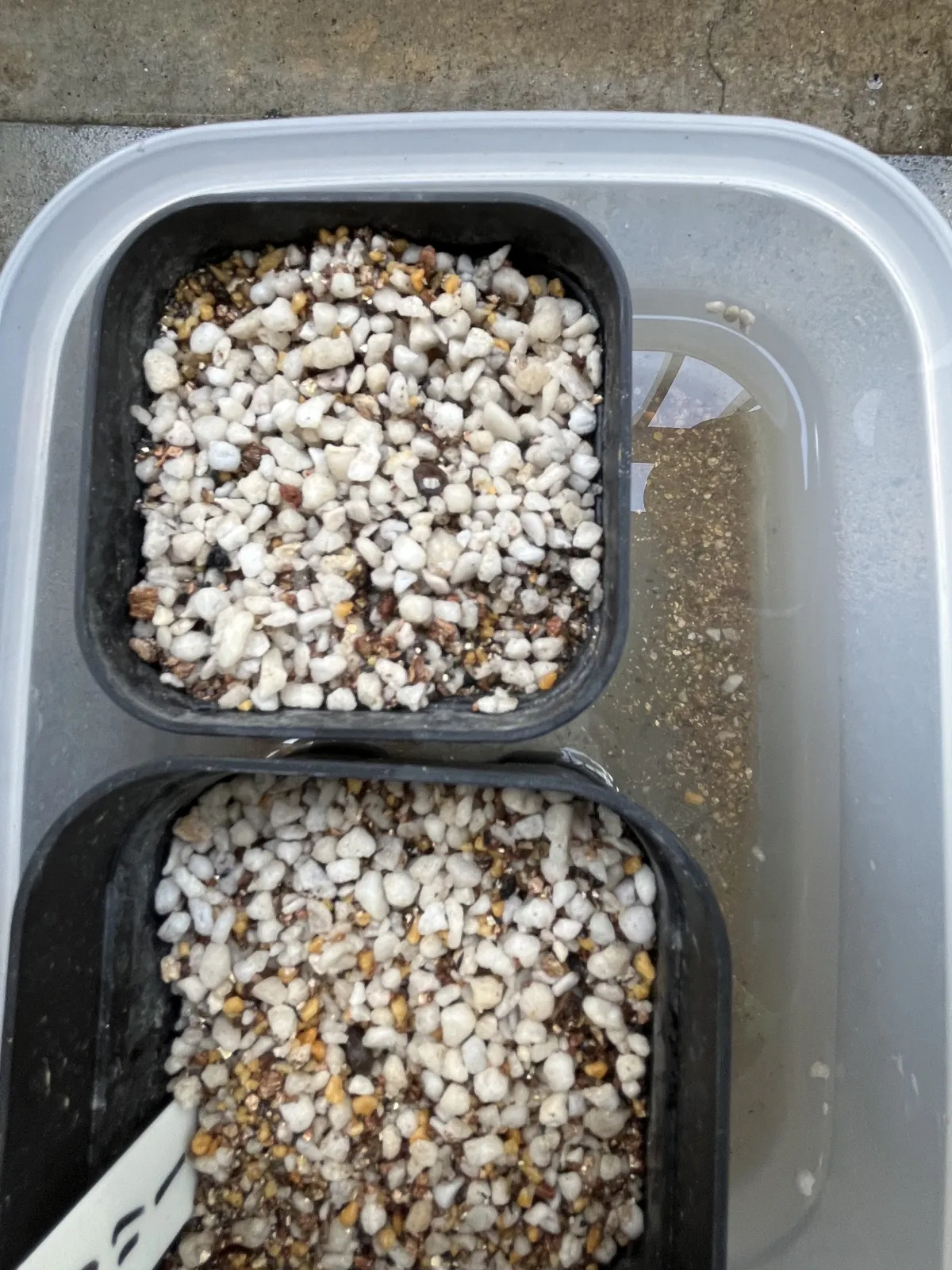 Operculicarya decaryi (オペルクリカリア デカリー)