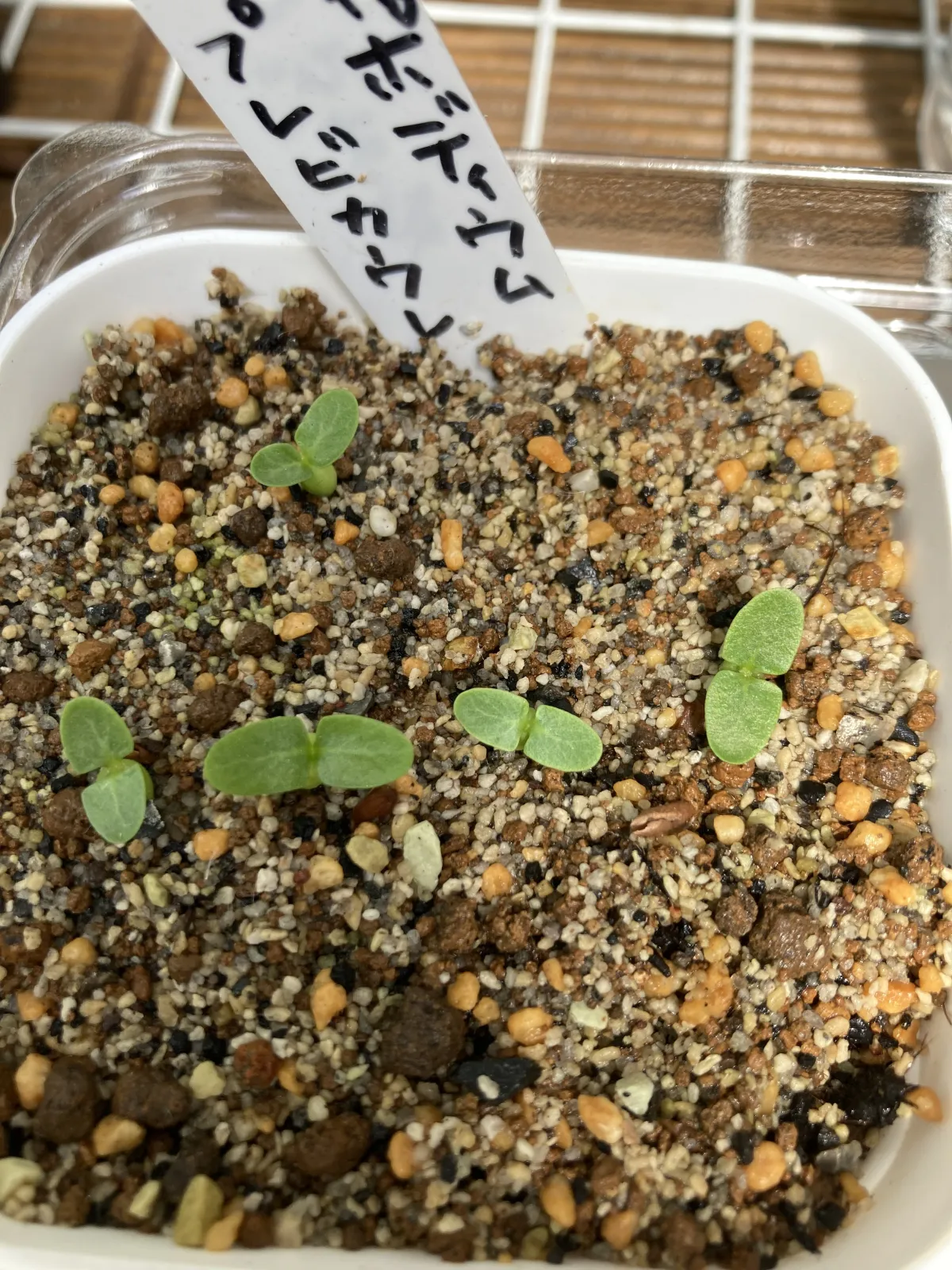 Pachypodium brevicaule subsp. leucoxanthum (パキポディウム レウコキサンツム)