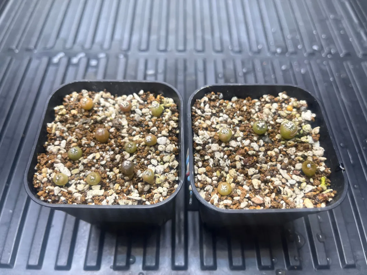 Astrophytum asterias cv. Super kabuto Super Kabuto (アストロフィツム スーパーカブト)