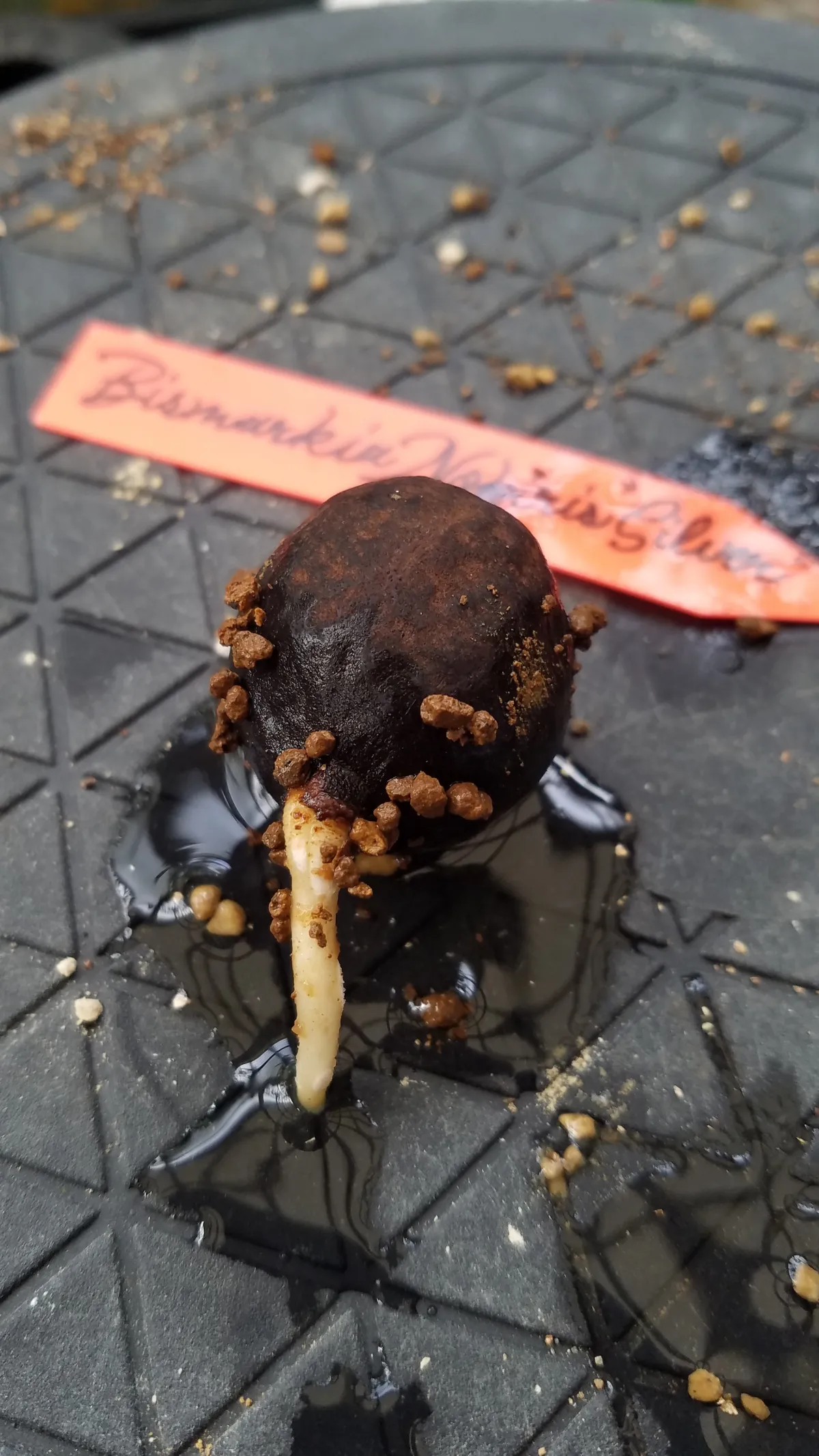 Bismarckia nobilis 'Silver' (ビスマルキア ノビリス シルバー)