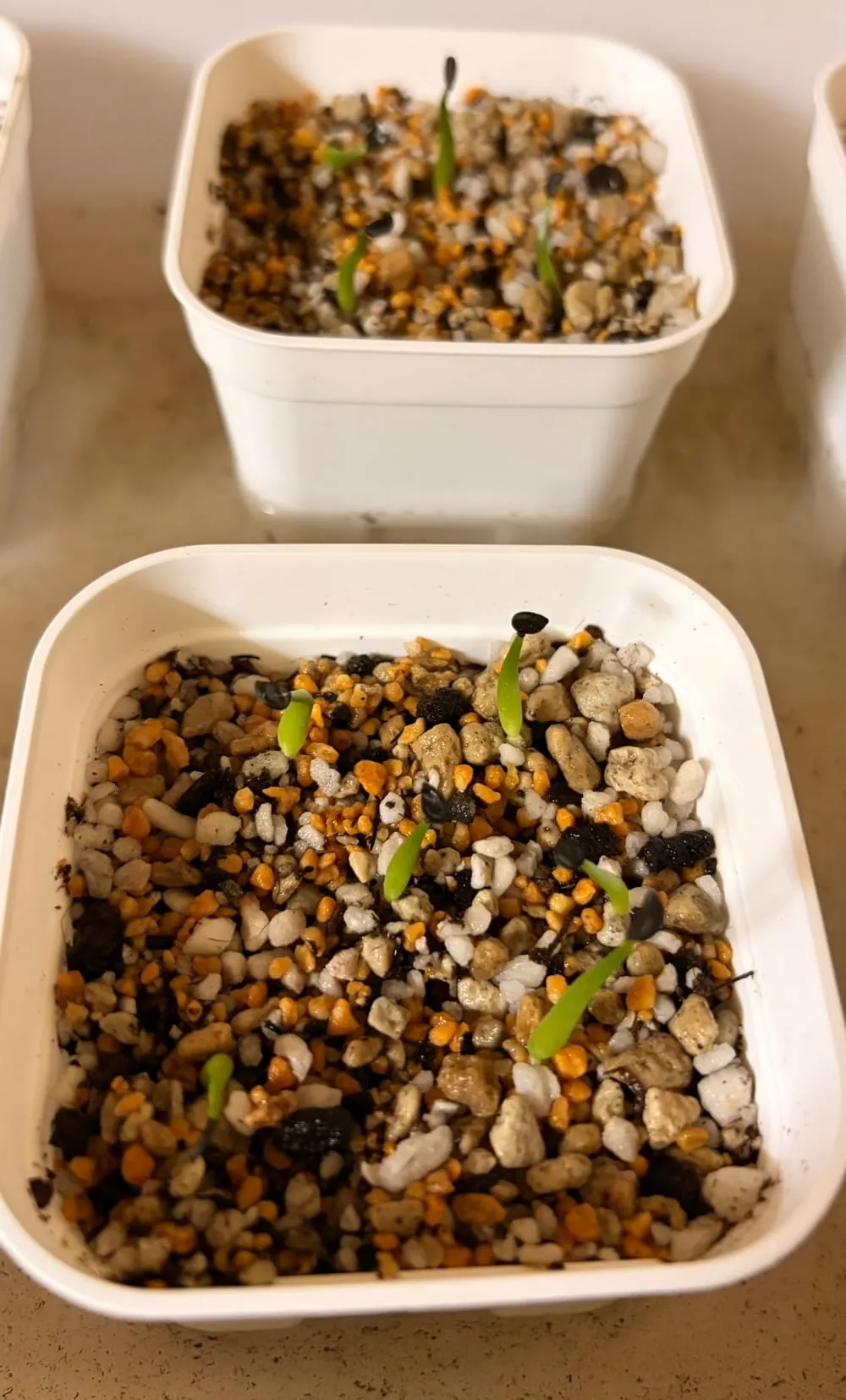 Agave pintilla (アガベ ピンティラ)