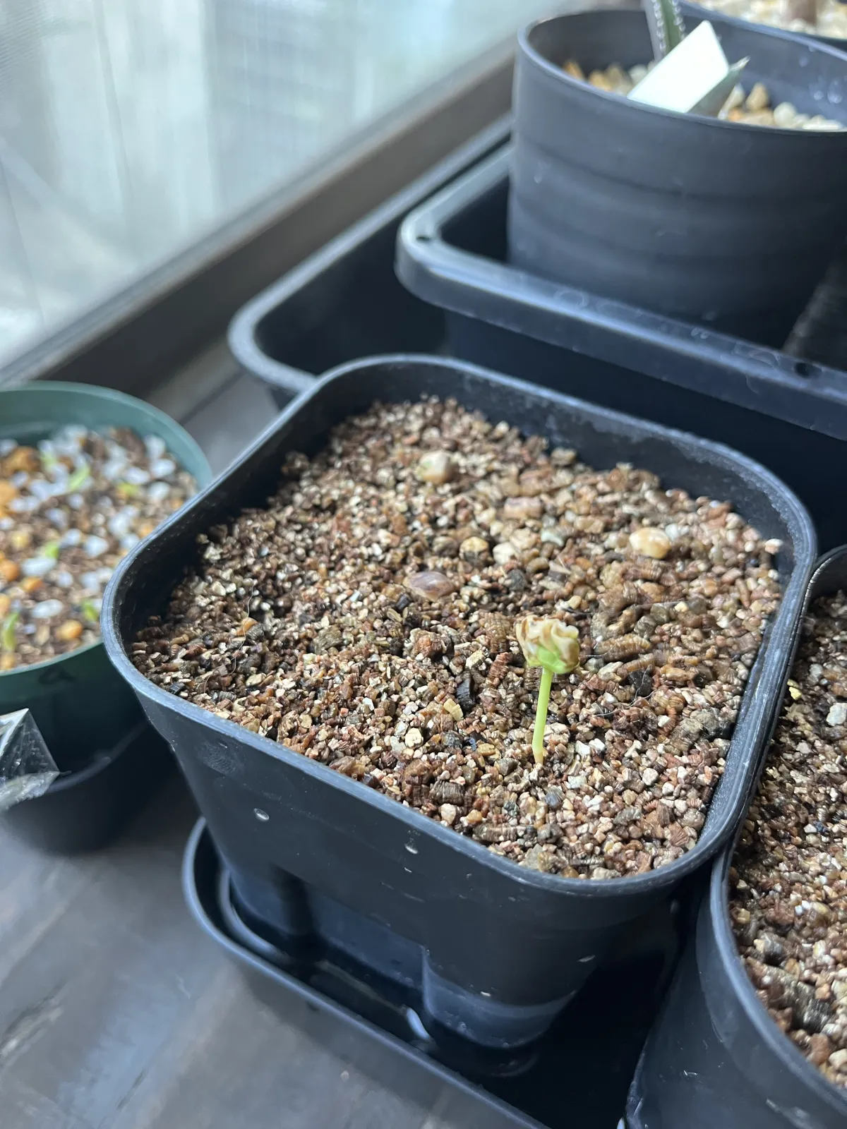 Commiphora africana var. africana (コミフォラ アフリカーナ)