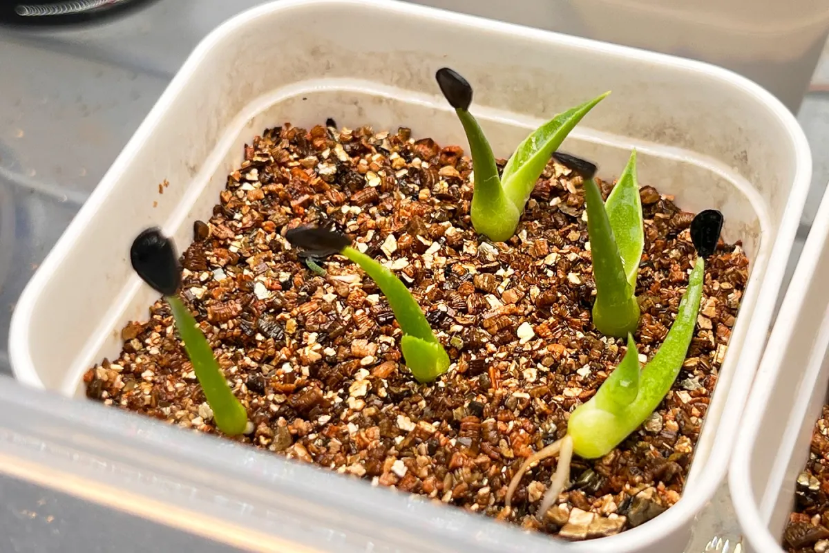 Agave parrasana (アガベ パラサナ)