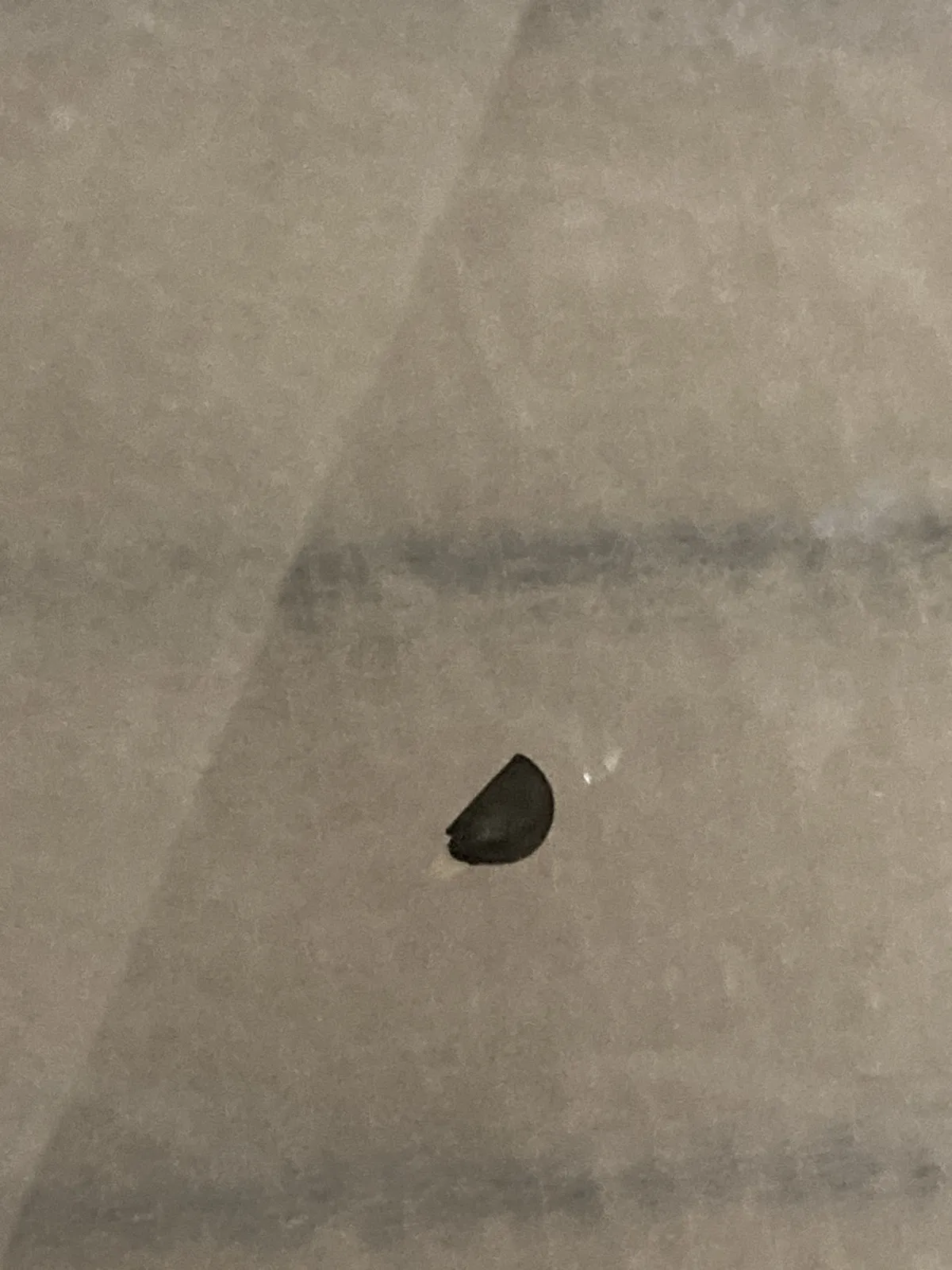 Agave oteroi (アガベ オテロイ)