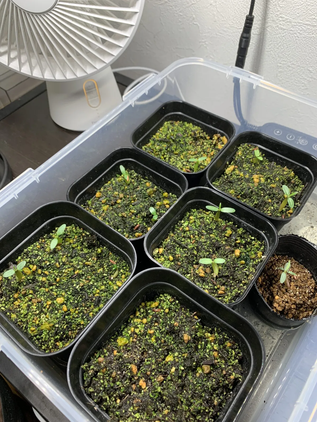 Pachypodium rosulatum var. gracilius (パキポディウム グラキリス)