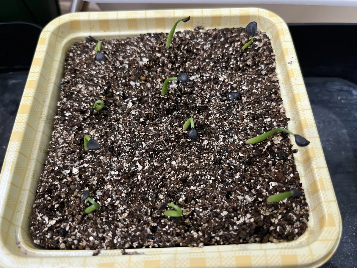 Agave chrysantha 'Giant' (アガベ クリサンサ ジャイアント)