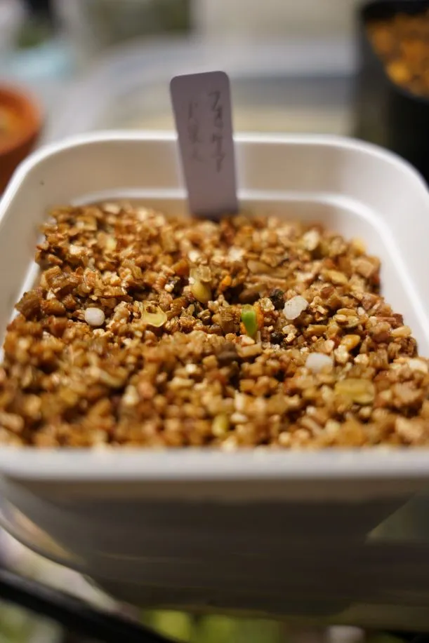 Fockea edulis (フォッケア 火星人)