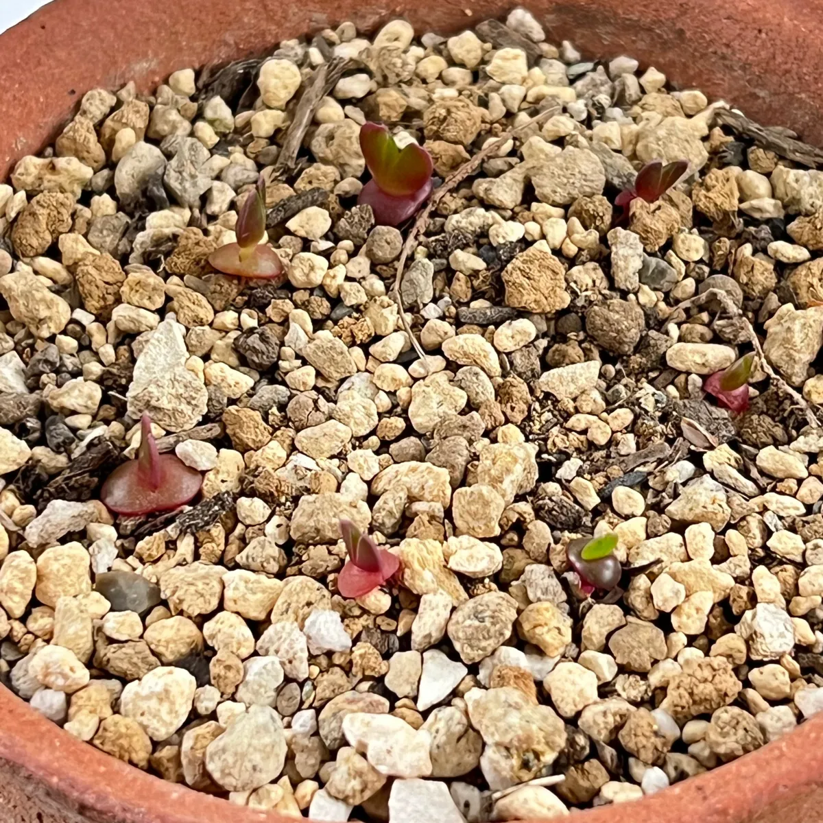 Faucaria tigrina (フォーカリア ティグリナ 四海波)