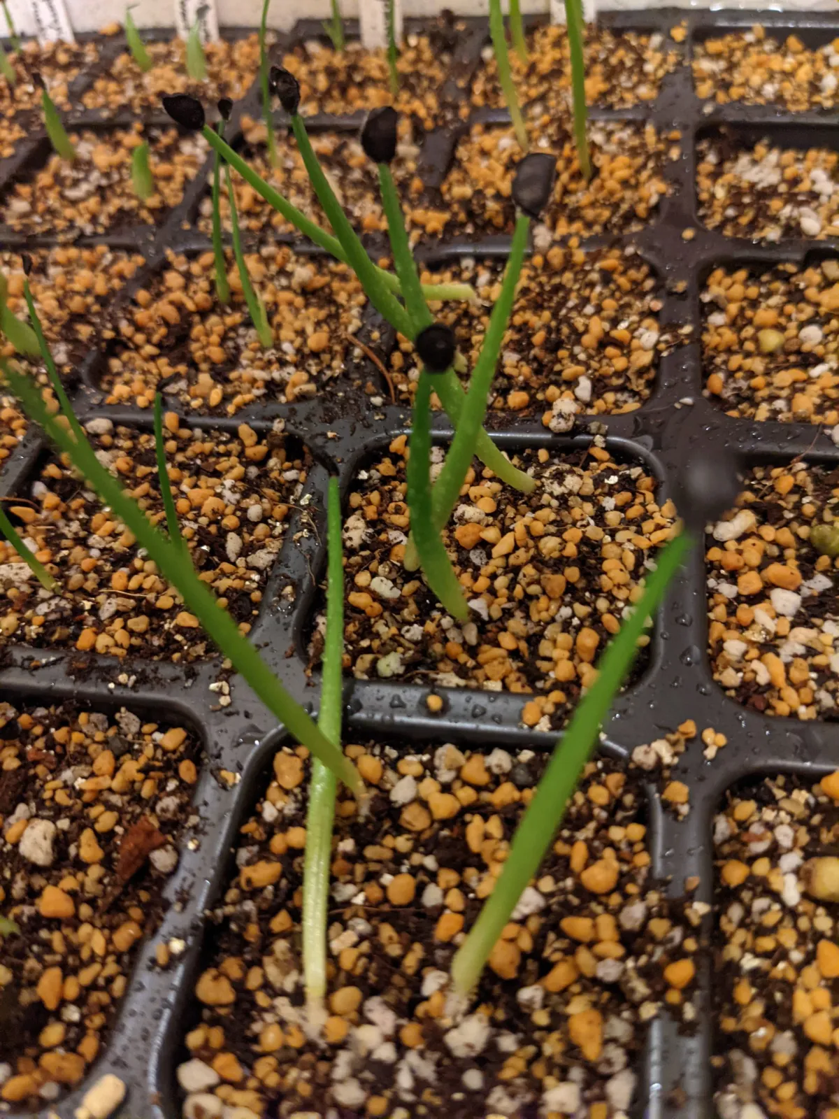 Agave parryi var. truncata (アガベ パリー トランカータ)