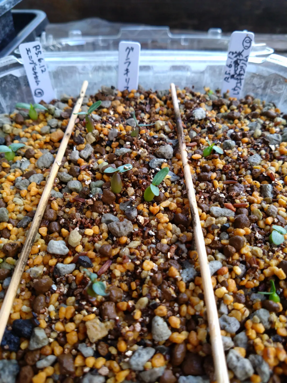 Pachypodium rosulatum var. gracilius (パキポディウム グラキリス)