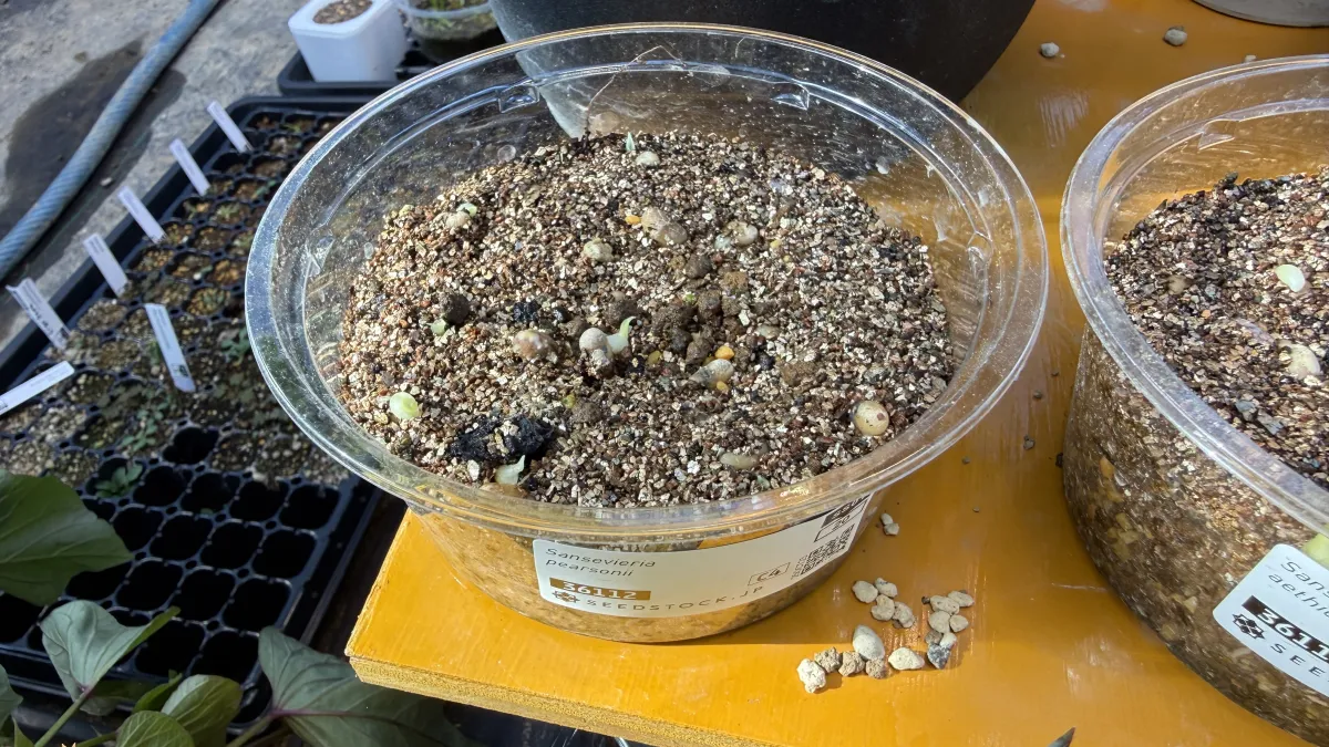 Sansevieria pearsonii (サンセベリア ピアソニー)