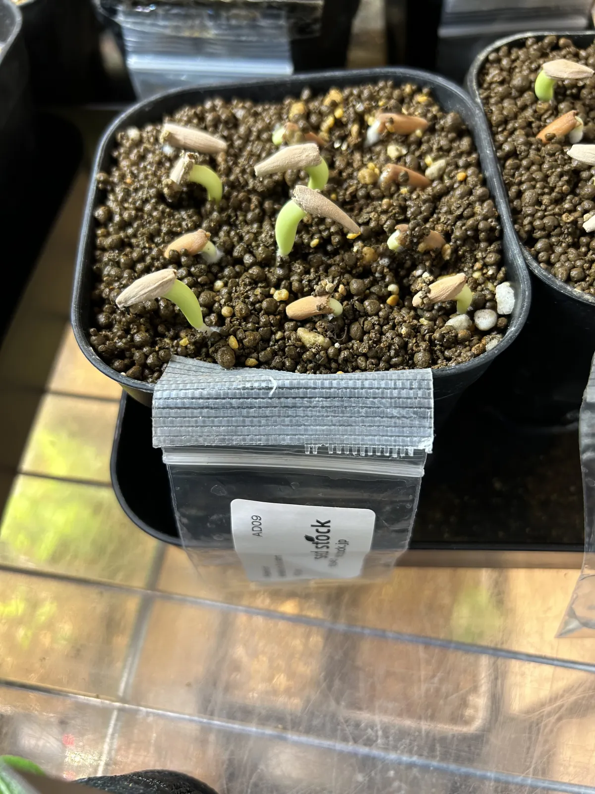 Adenium arabicum Black Giant (アデニウム アラビカム ブラックジャイアント)