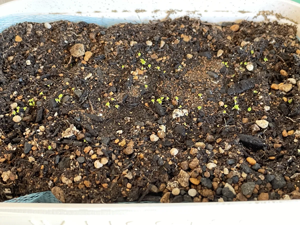 Gibbaeum heathii (ギバエウム 銀光玉)