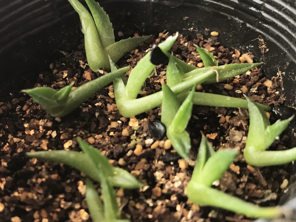 Agave nickelsiae (アガベ ニッケルシー)