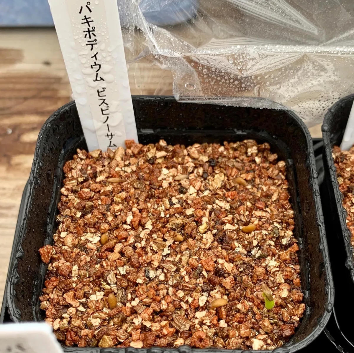 Pachypodium bispinosum (パキポディウム ビスピノーサム)