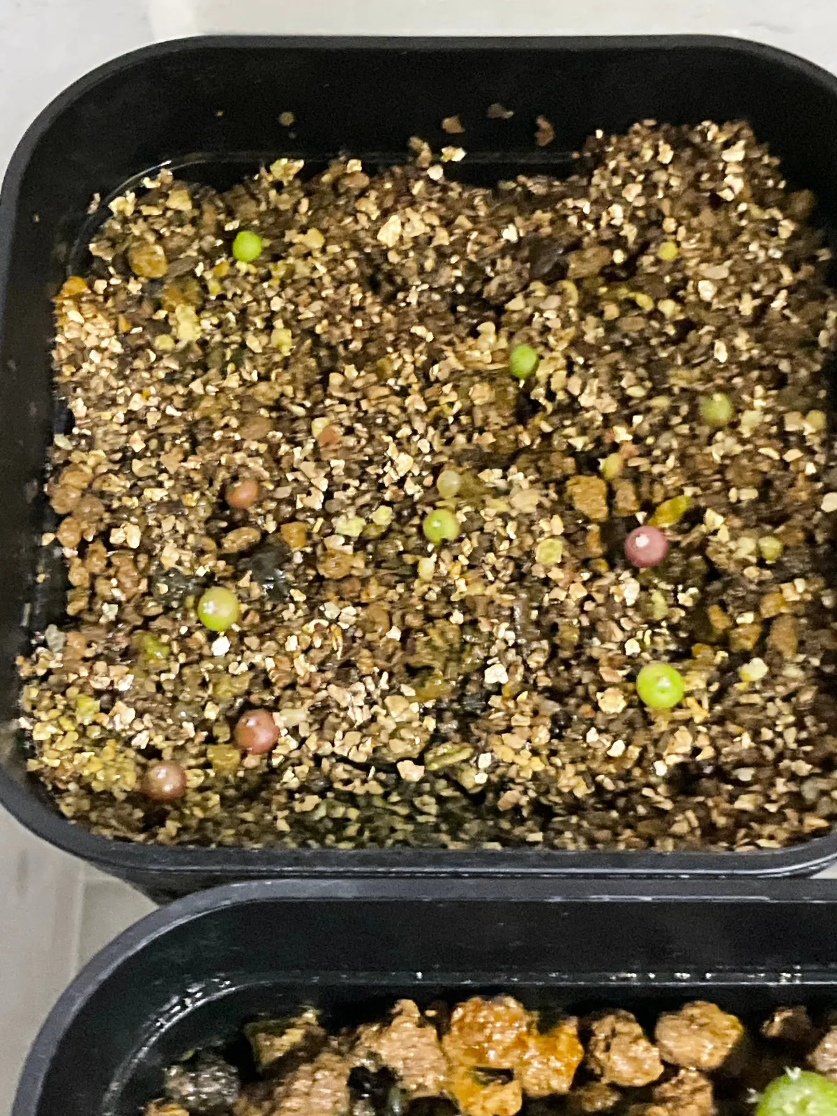 Aztekium hintonii (アズテキウム ヒントニー)