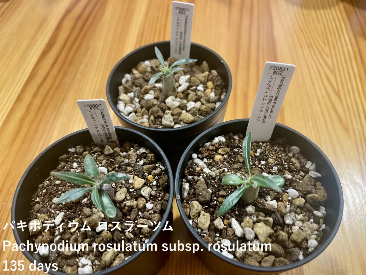 Pachypodium rosulatum ssp. rosulatum (パキポディウム ロスラーツム)