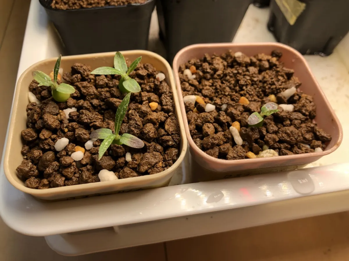 Pachypodium rosulatum (パキポディウム ロスラーツム)